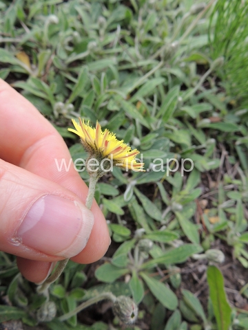 hawkweed, mouseear